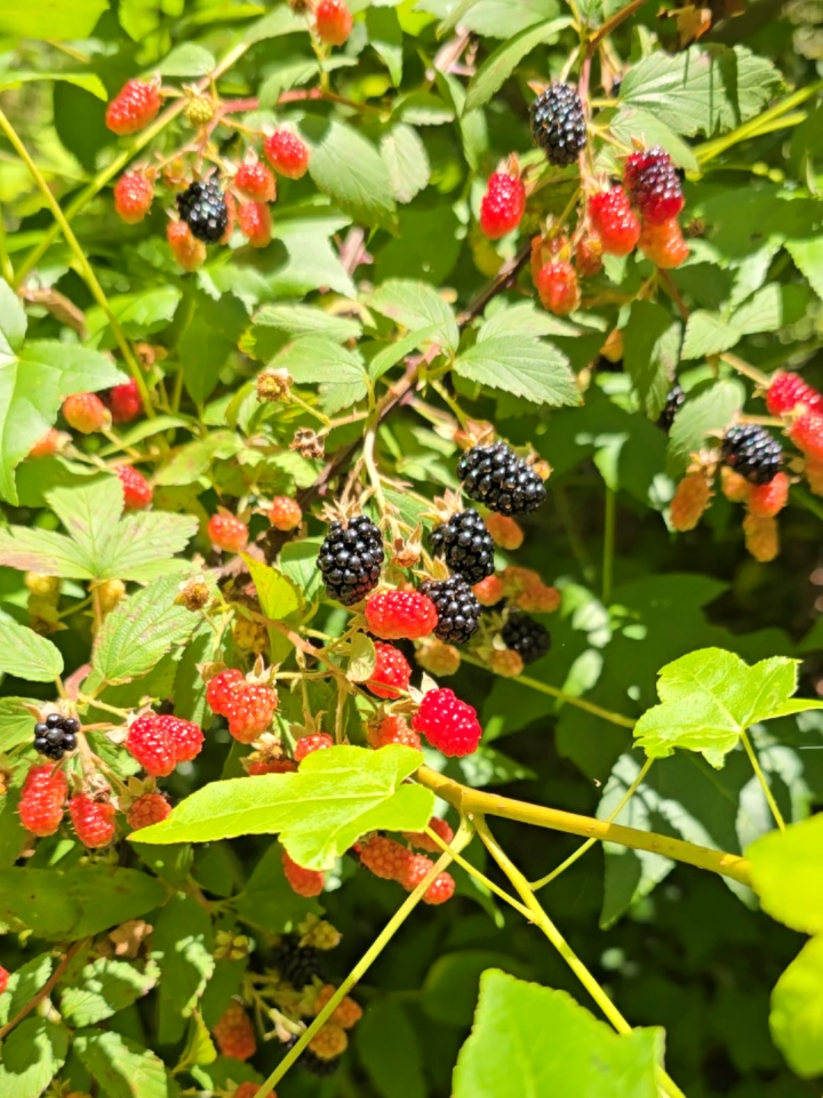 @ivywisteriawild🐝🌿