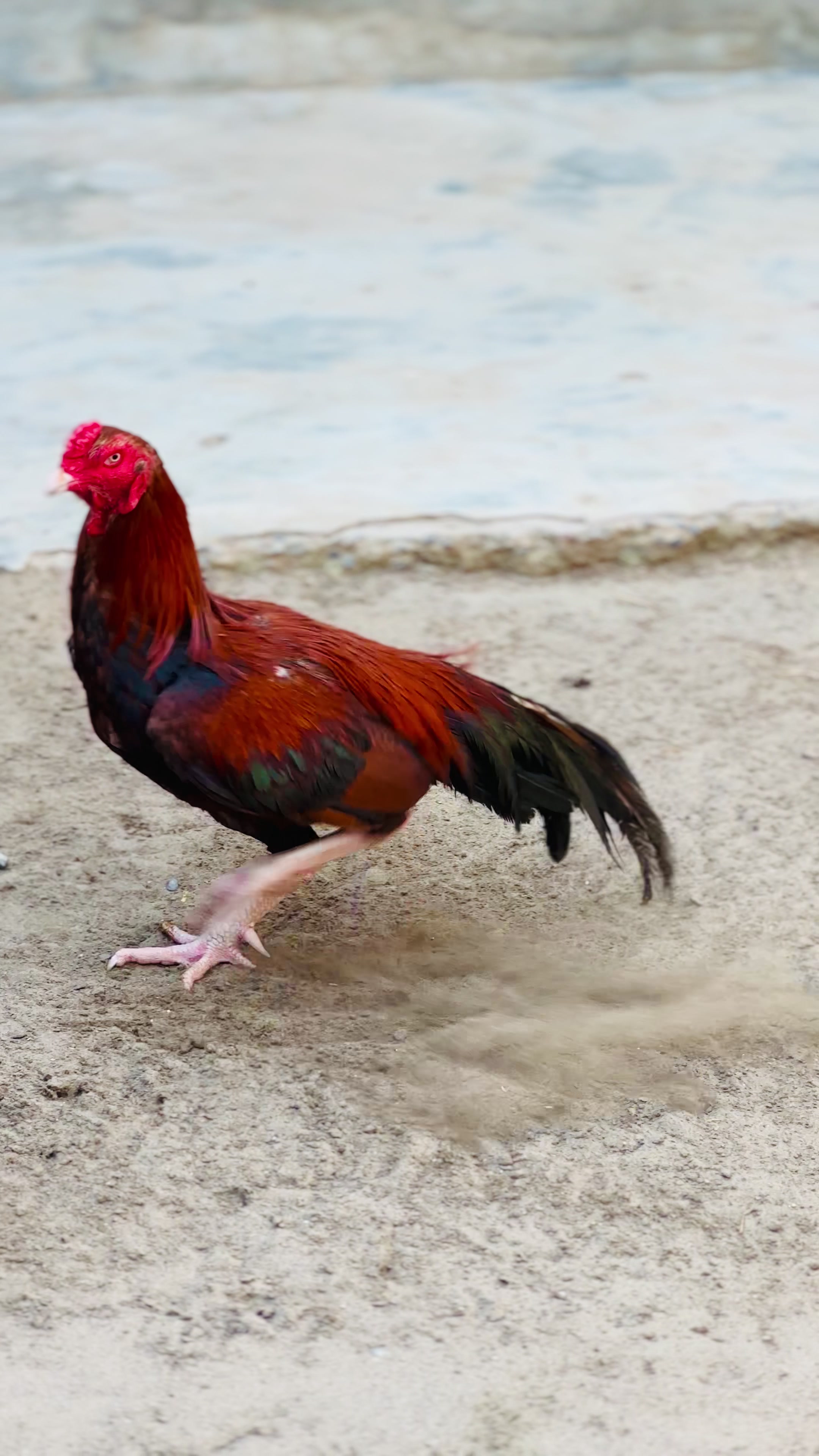 @Professionalaseelbirds2