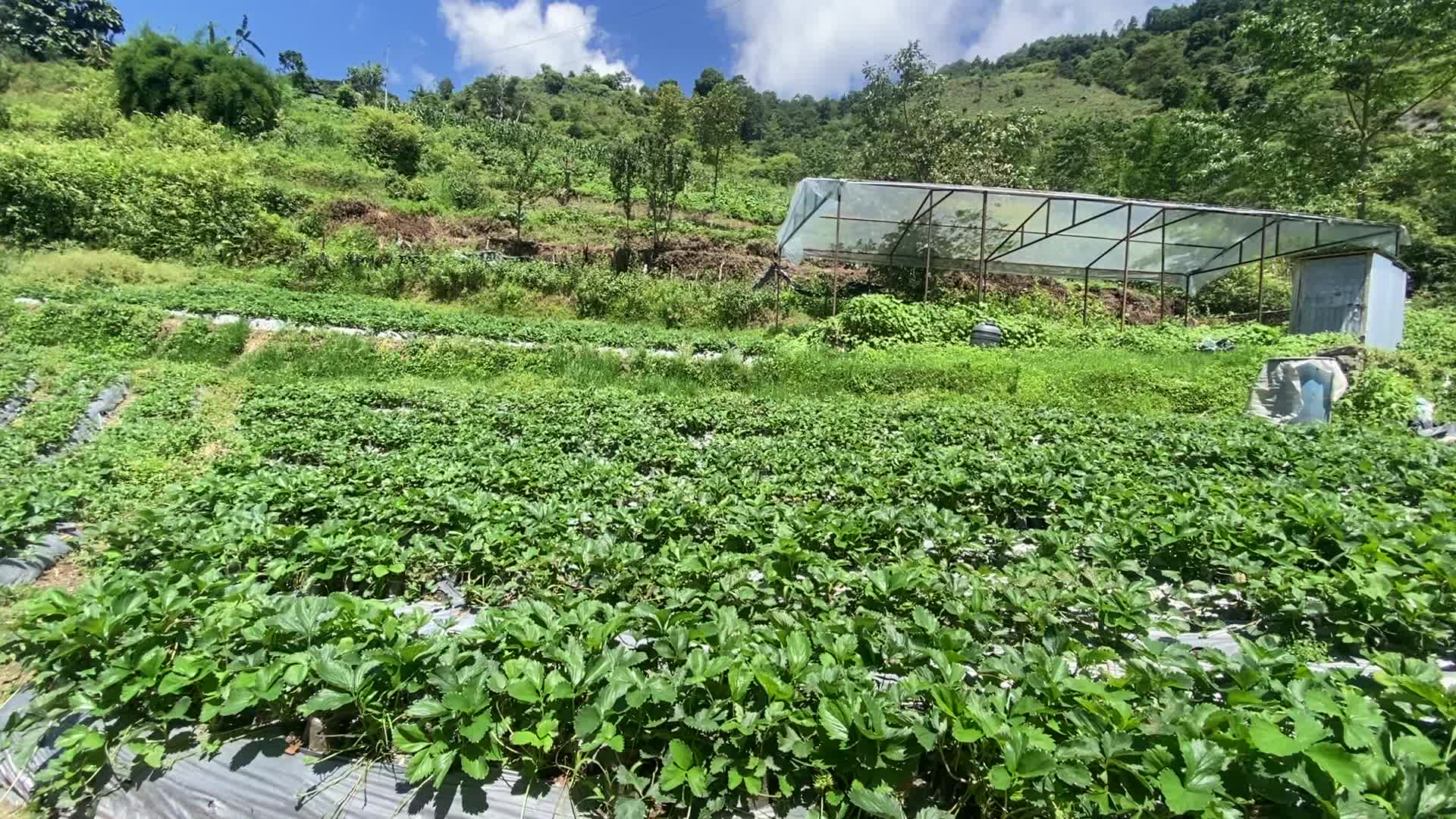 @kakani strawberry 🇳🇵🇳🇵