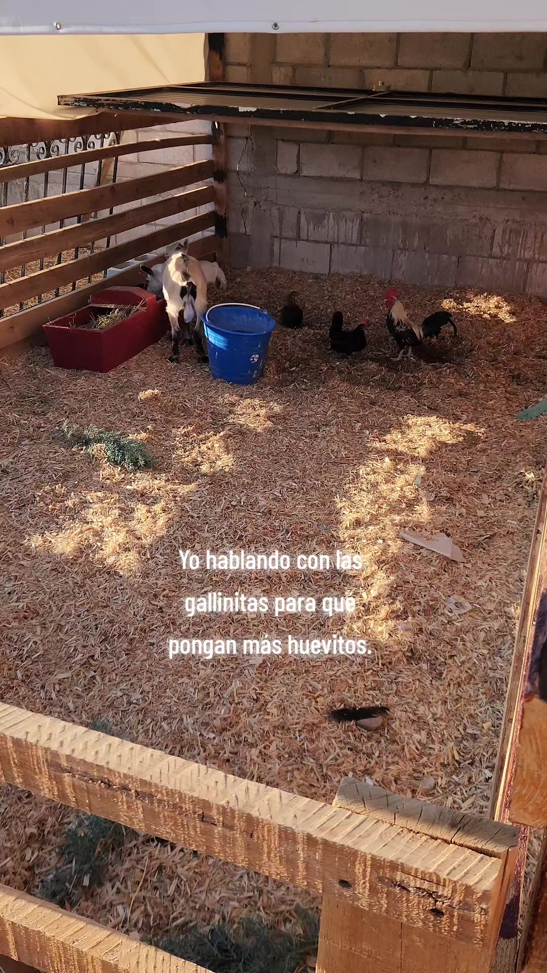@El De La 450 Negra