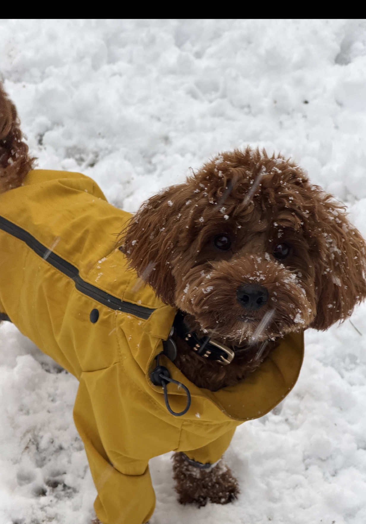 @Lilo The Cockapoo
