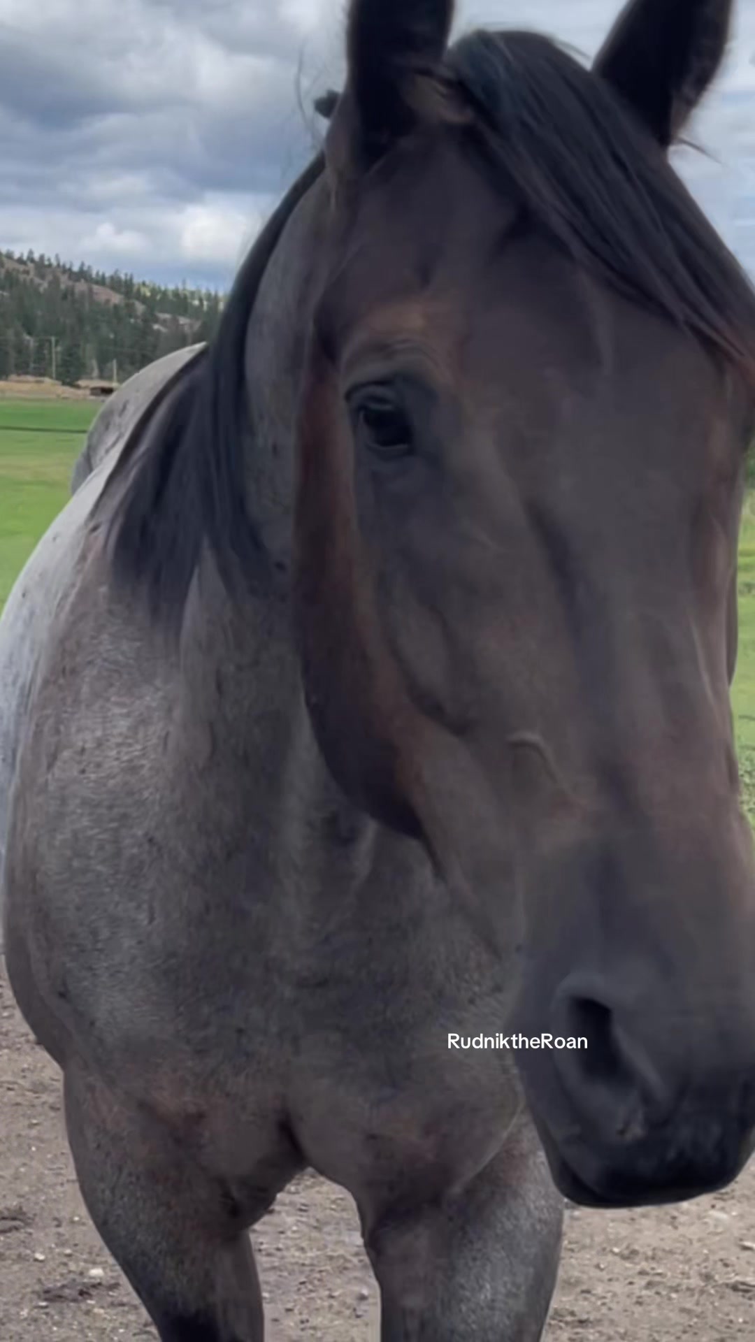 @Rudnik the Roan