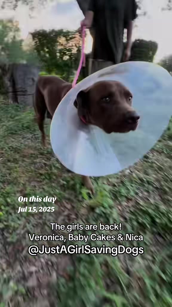 @Just A Girl Saving Dogs
