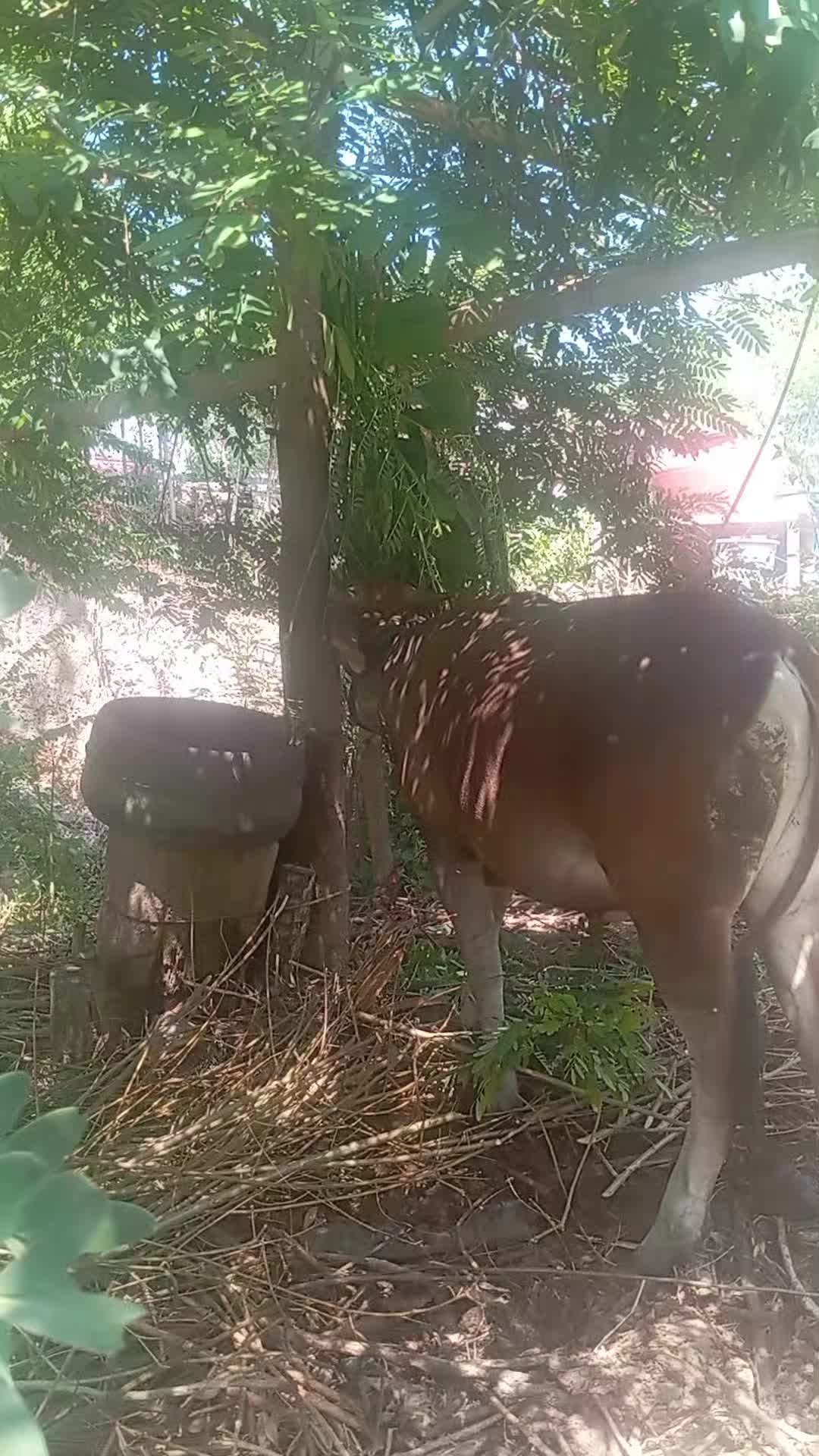 @Muliadi