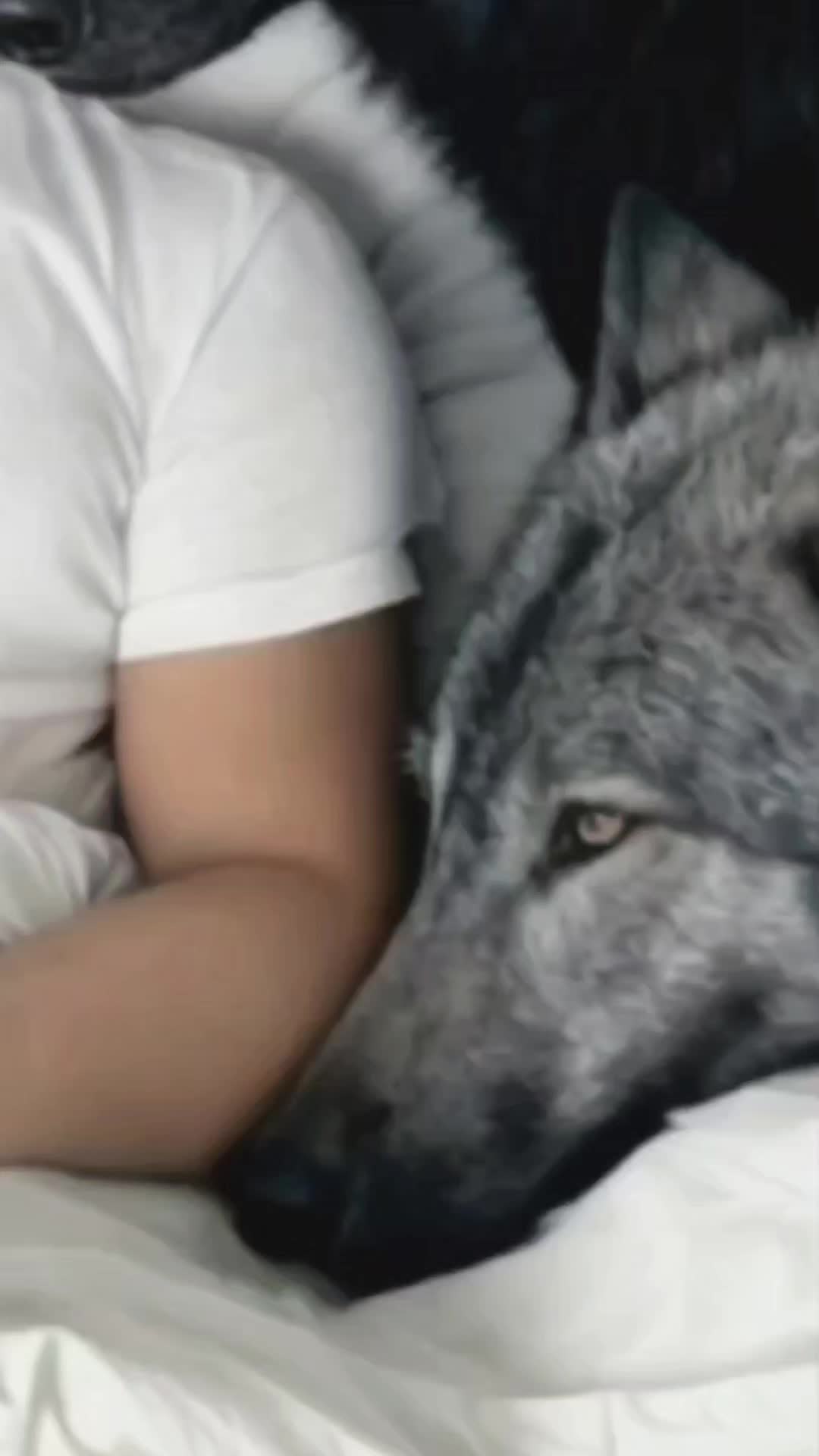 @Wolf🐺