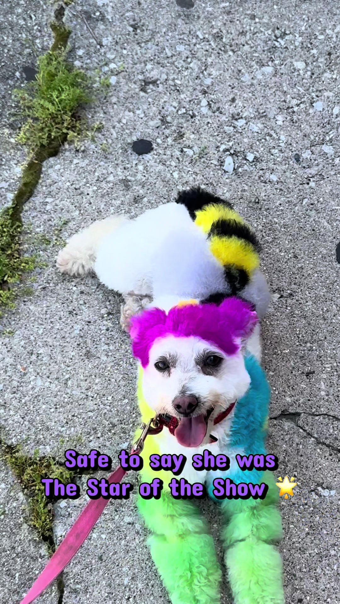 @PRETTY PAWS FURRY SALON🐾💜