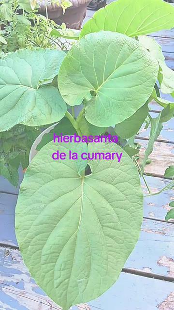 @๐๐ง๐๐ ัเธฃςเนษญีเธ เนั ื๐