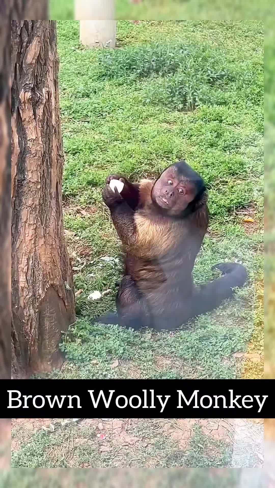 @Daily Monkey Fun