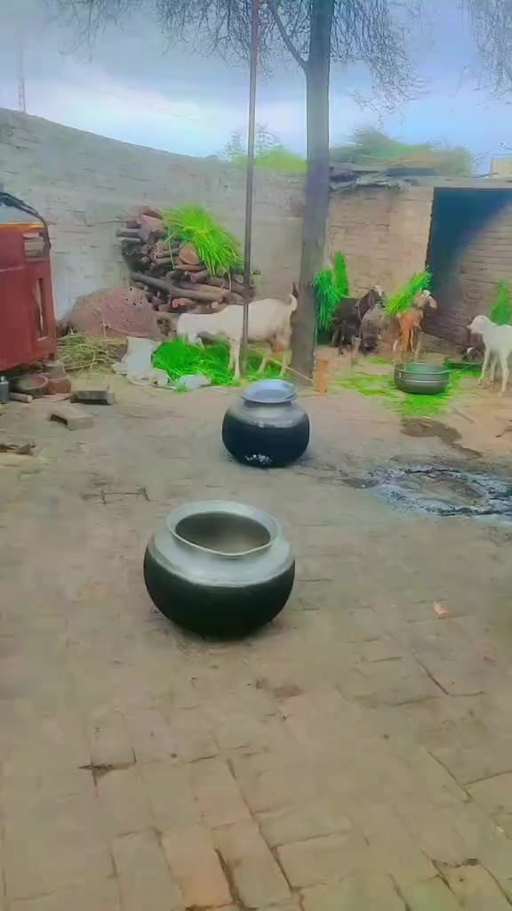 @zubairsh3