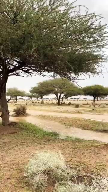 @ابو محمد السهيمي