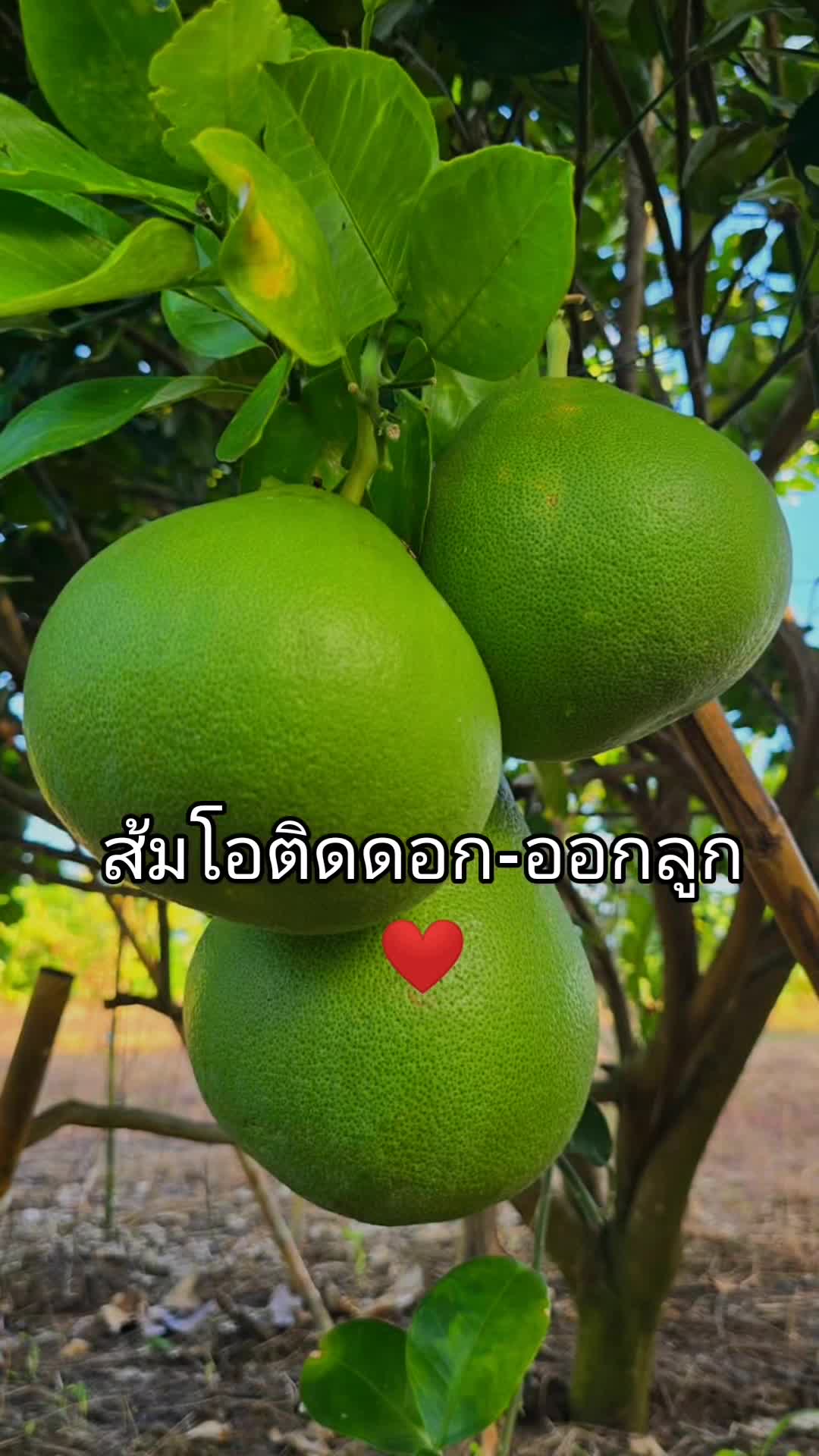 @Tarapirom