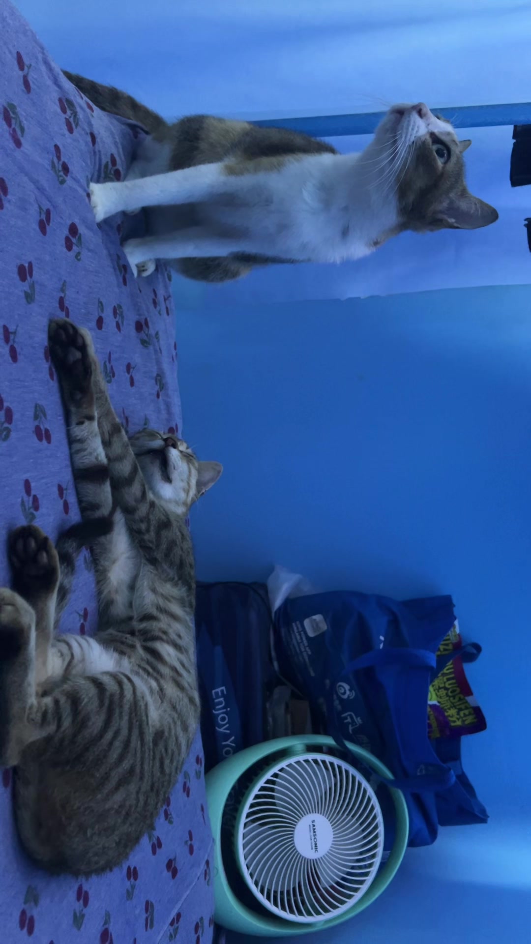 @Me & Meow
