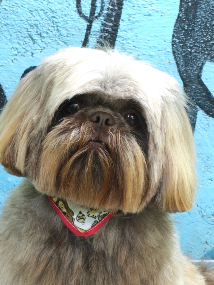@💈🐾DOG GROOMER🐾💈