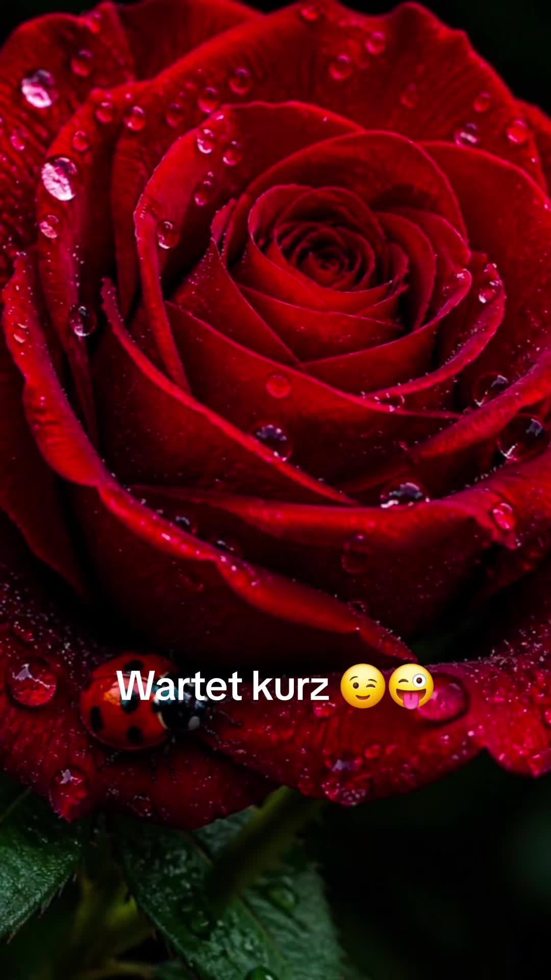 @Sonnenschein76🌞♥️