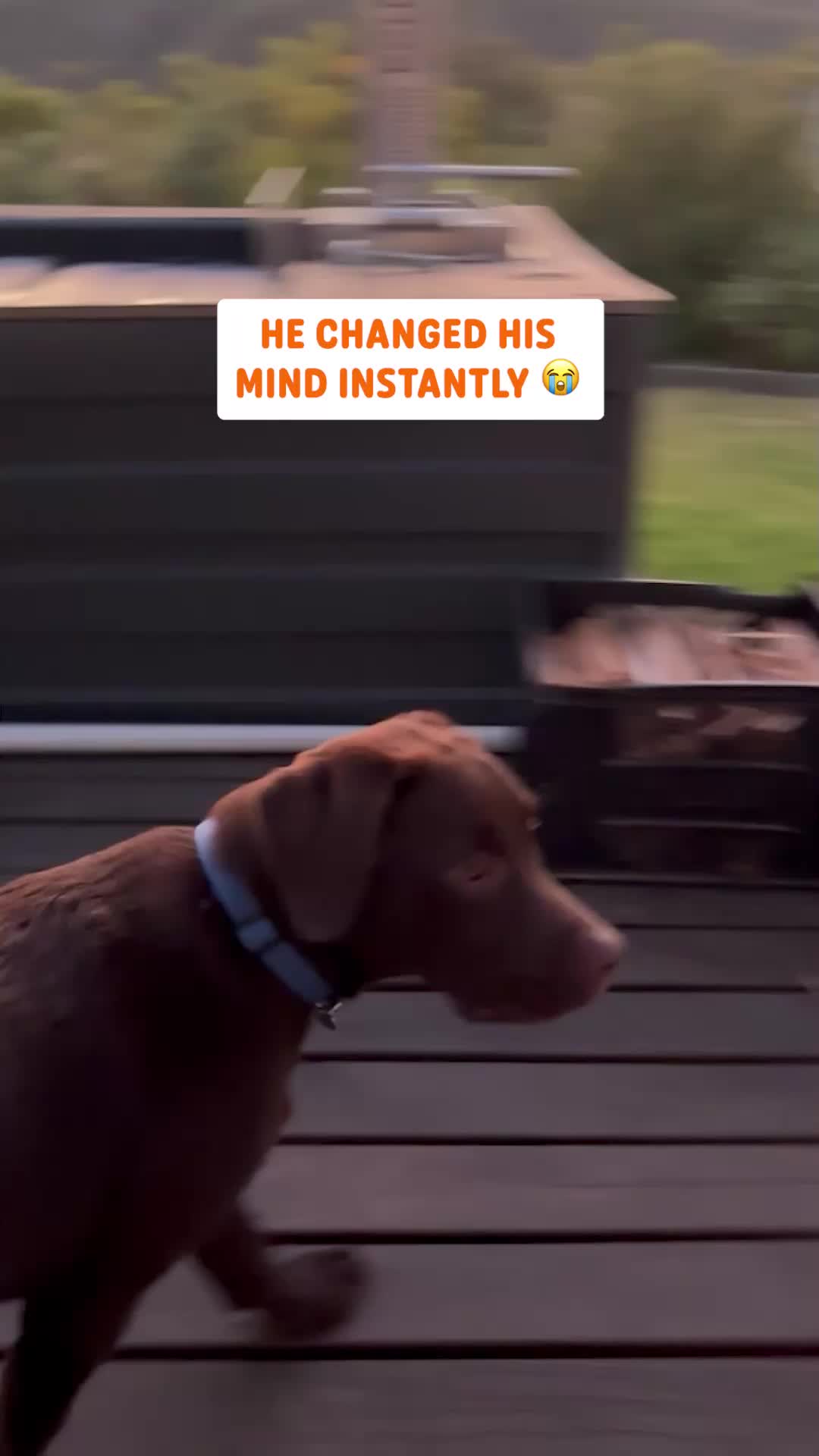 @Pawsome Pets