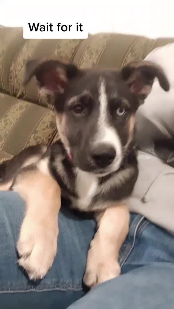 @Nala_and_Raya
