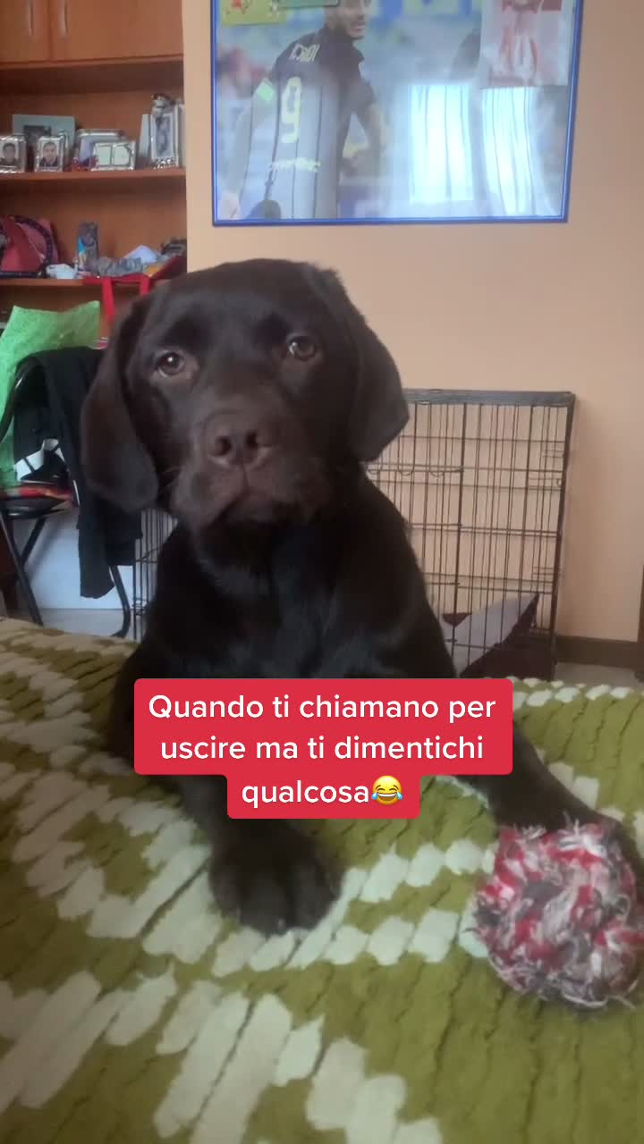 @joy_thechocolatelab