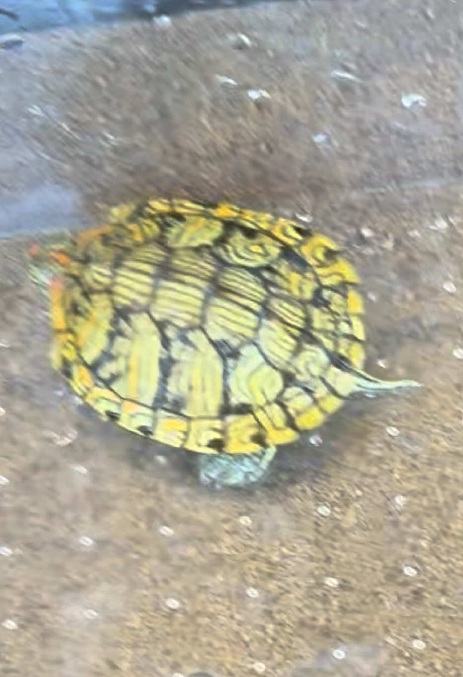 @Western State Tortoise