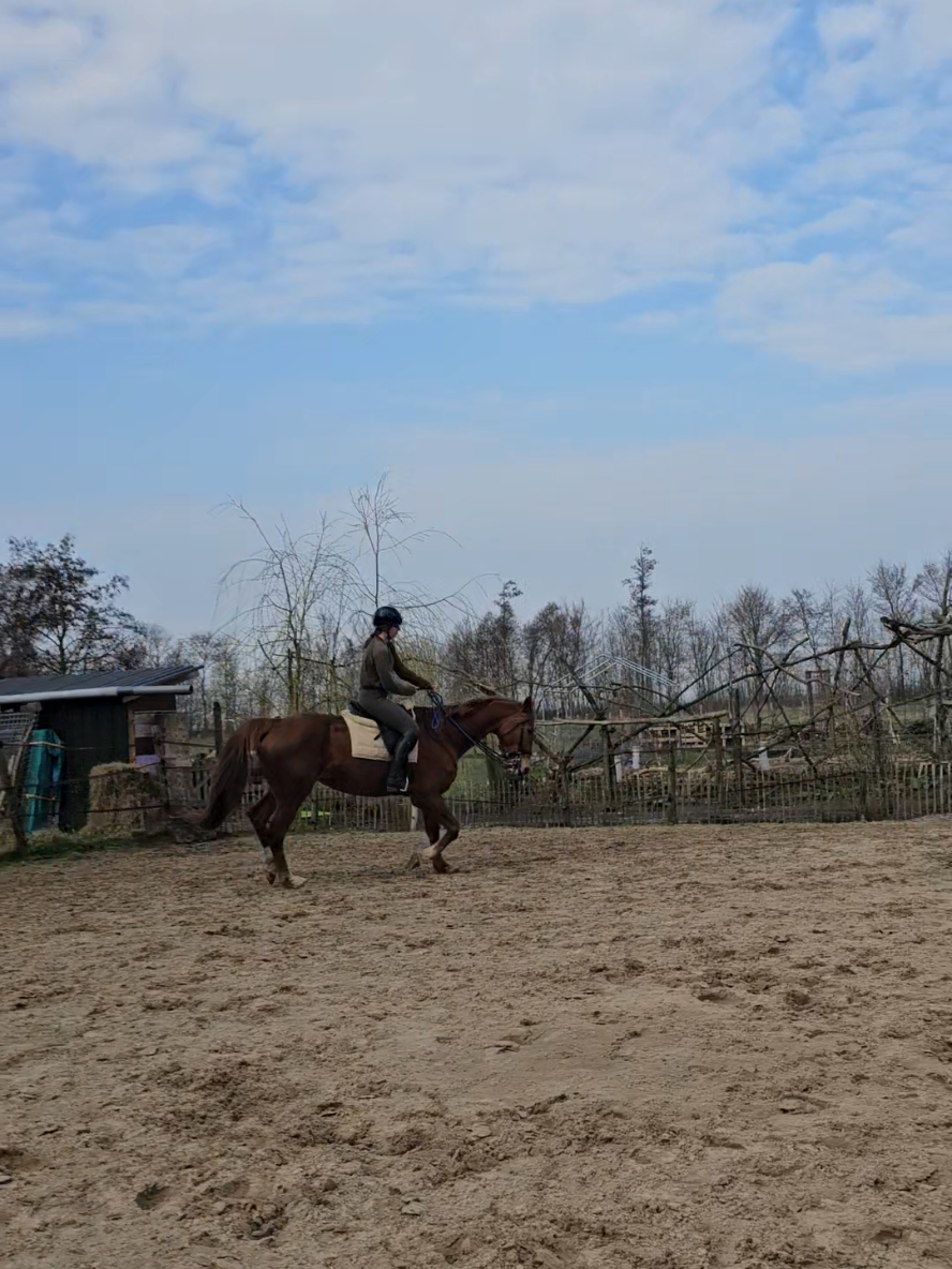 @Dino and horses