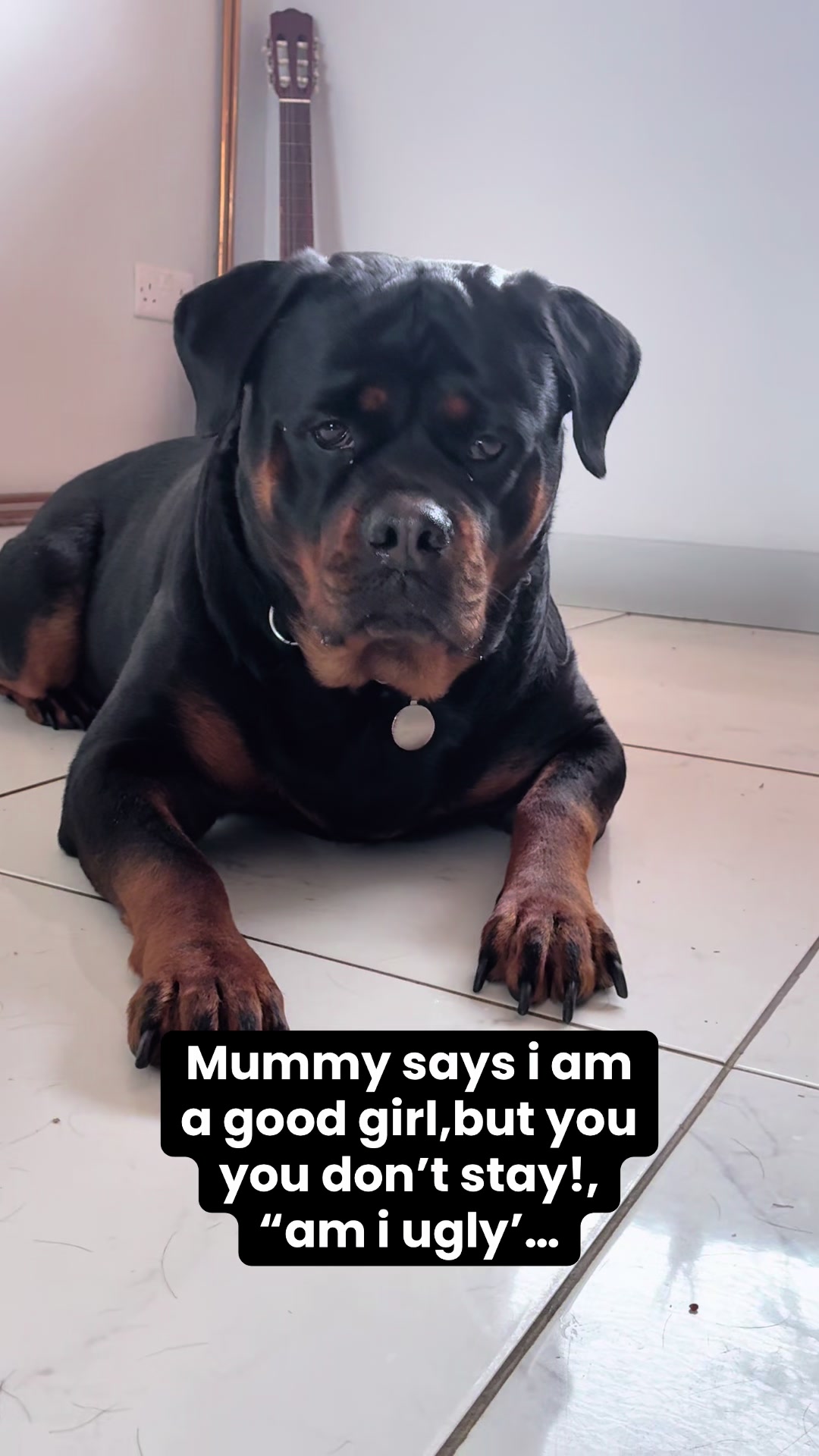 @❤️Rottiexena❤️Rottweiler Dog