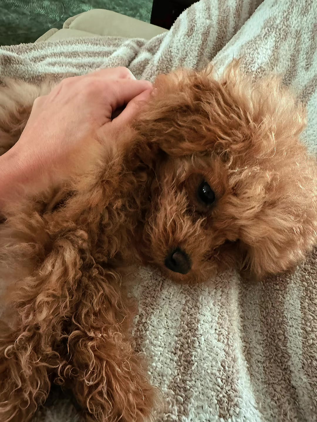 @Hazel Raine 🐾
