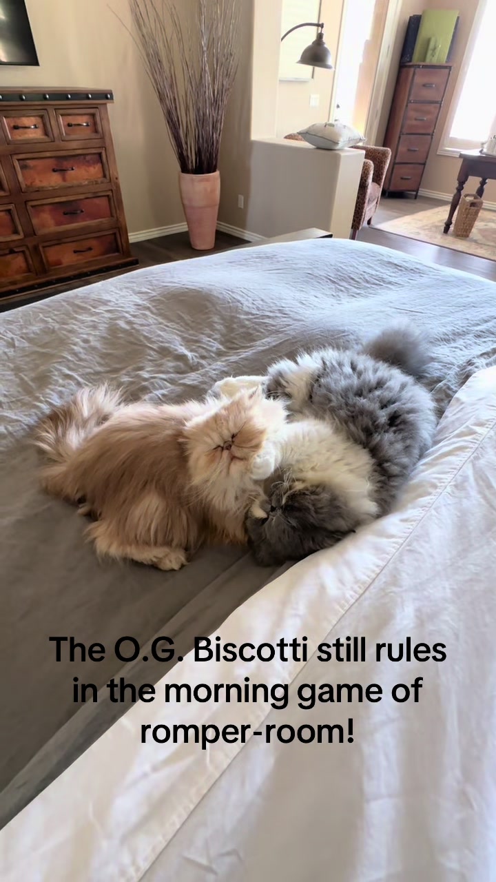 @Biscotti & Figaro