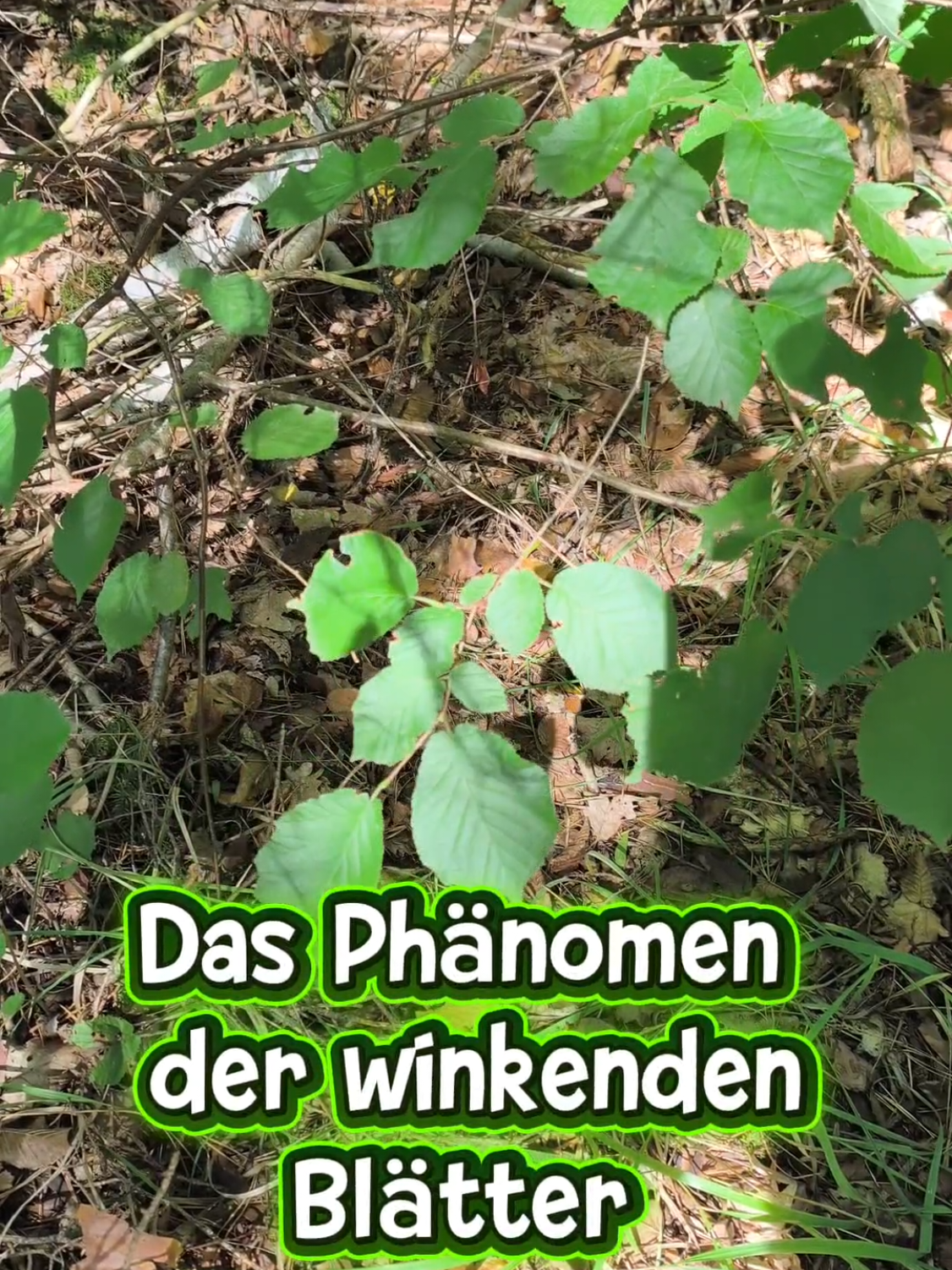 @ICH BIN'S