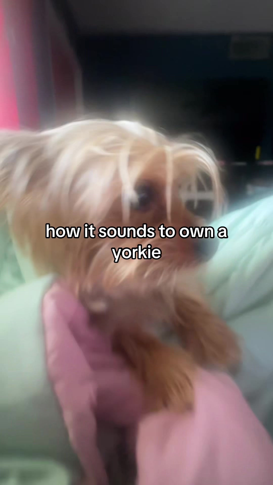 @elapup🐾🦴