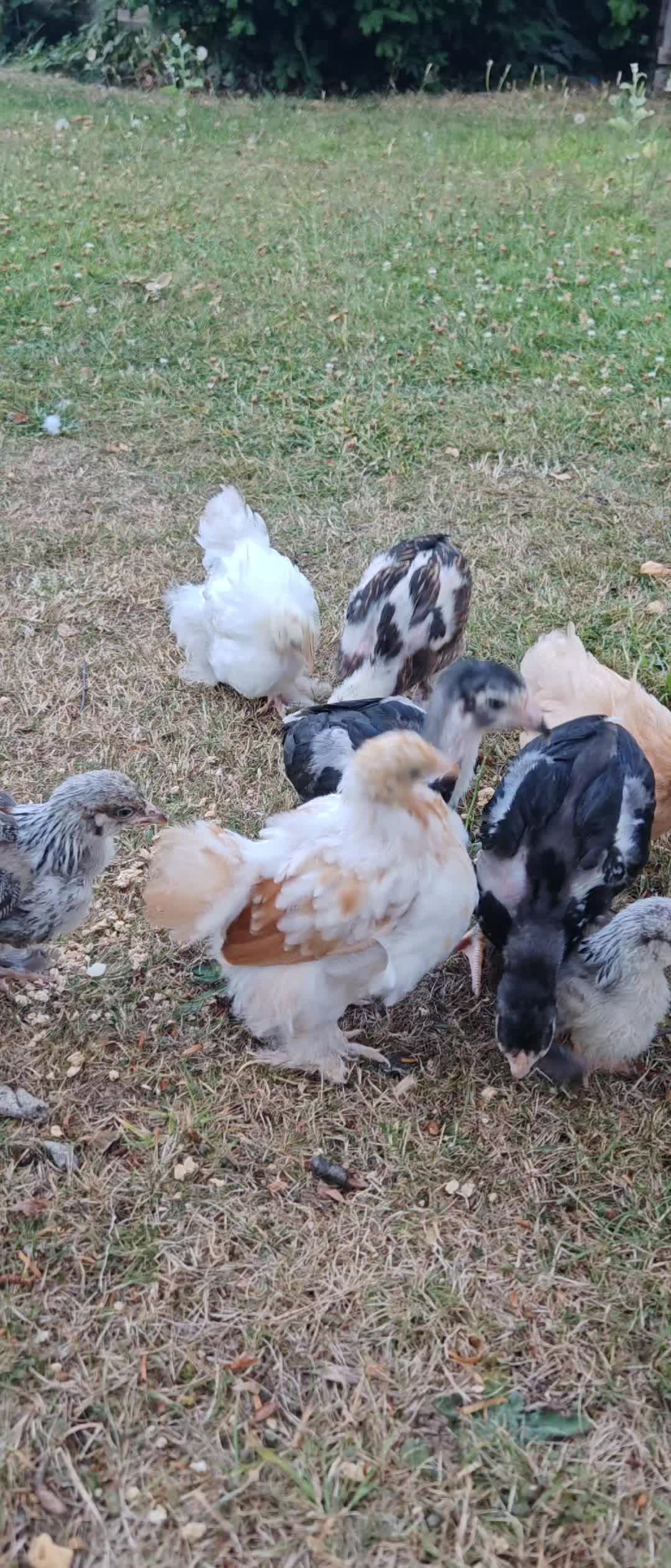 @Little Laying Chickens Shop