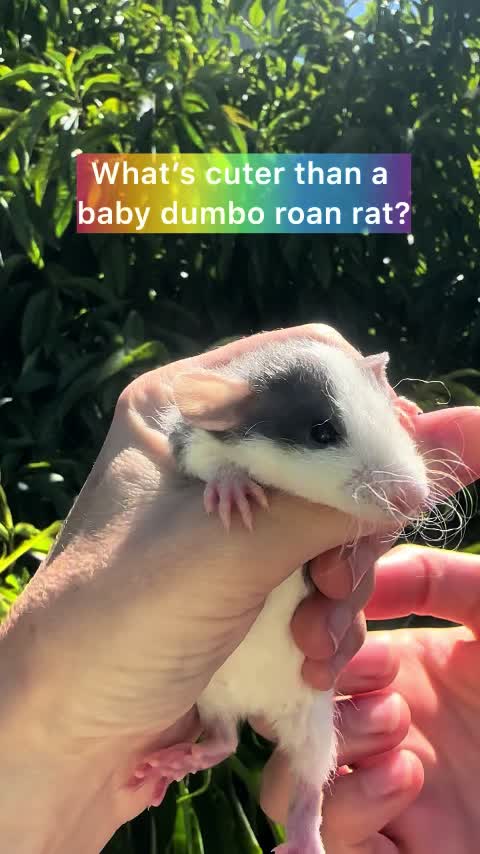 @Nosies and Toesies Rattery