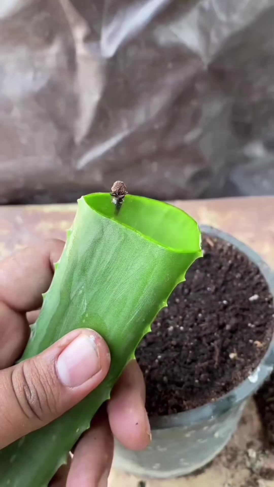 @PROFESSIONALGARDENING