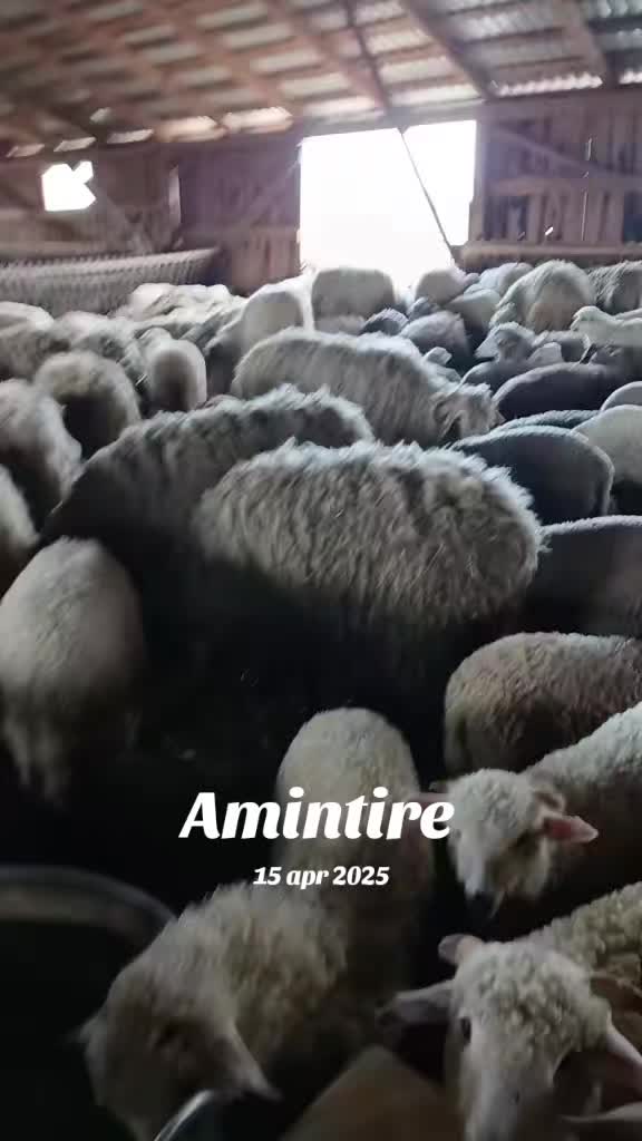 @Alin Marţii