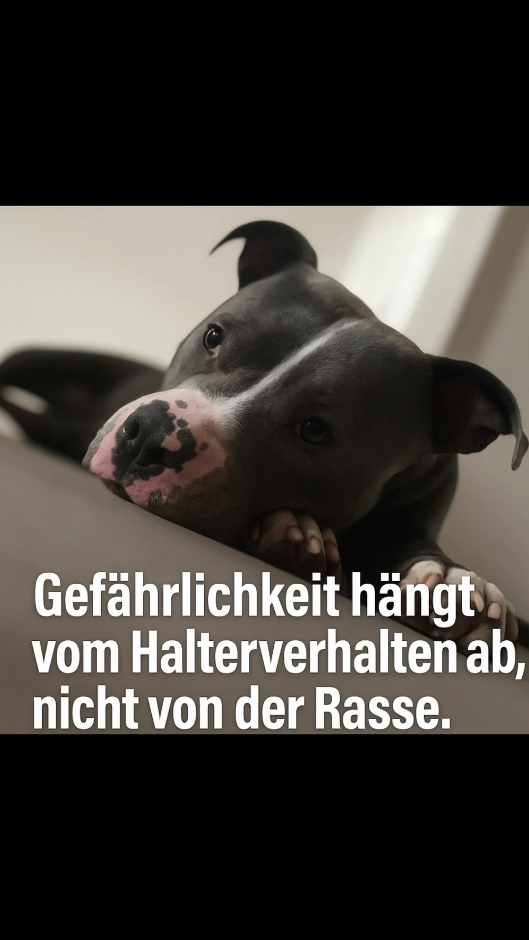 @MeinHundIstKeinVerbrecher