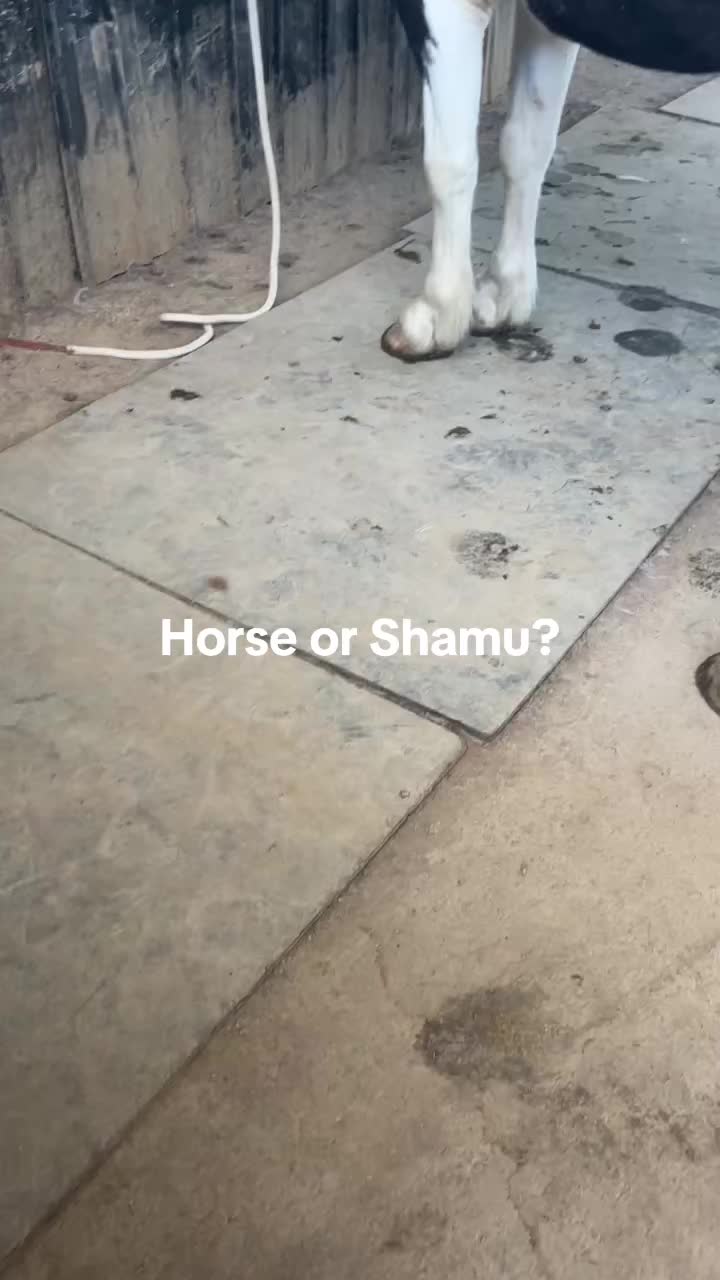 @wild.horsewoman