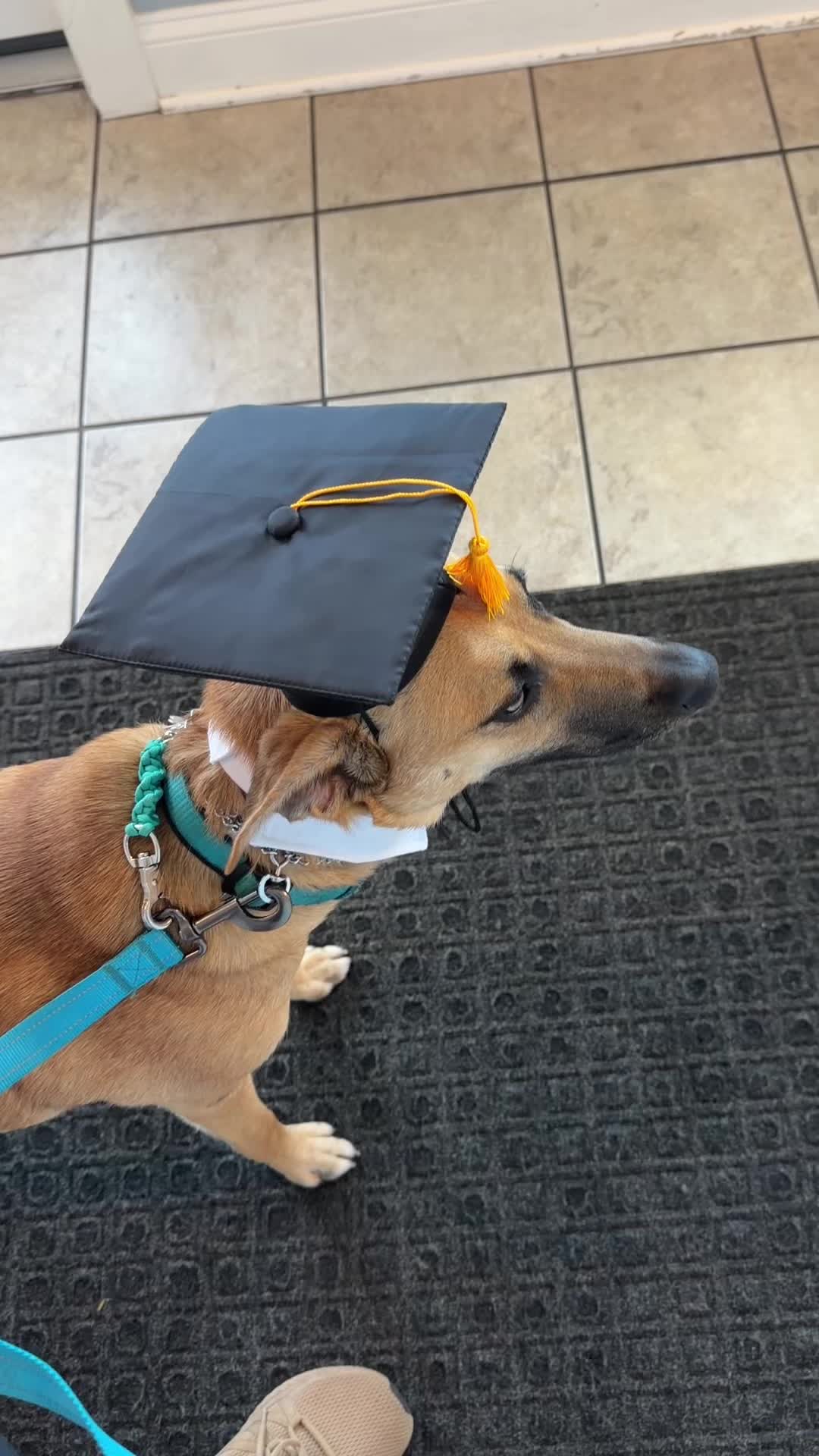 @Chicagoland Dog Training