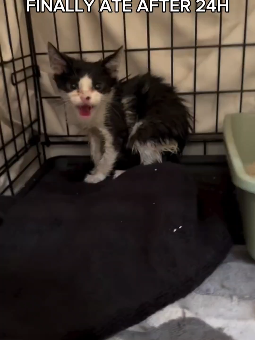@Pets Mania
