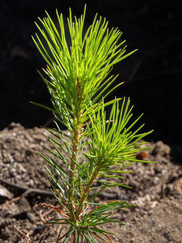 @California Conservation Corps
