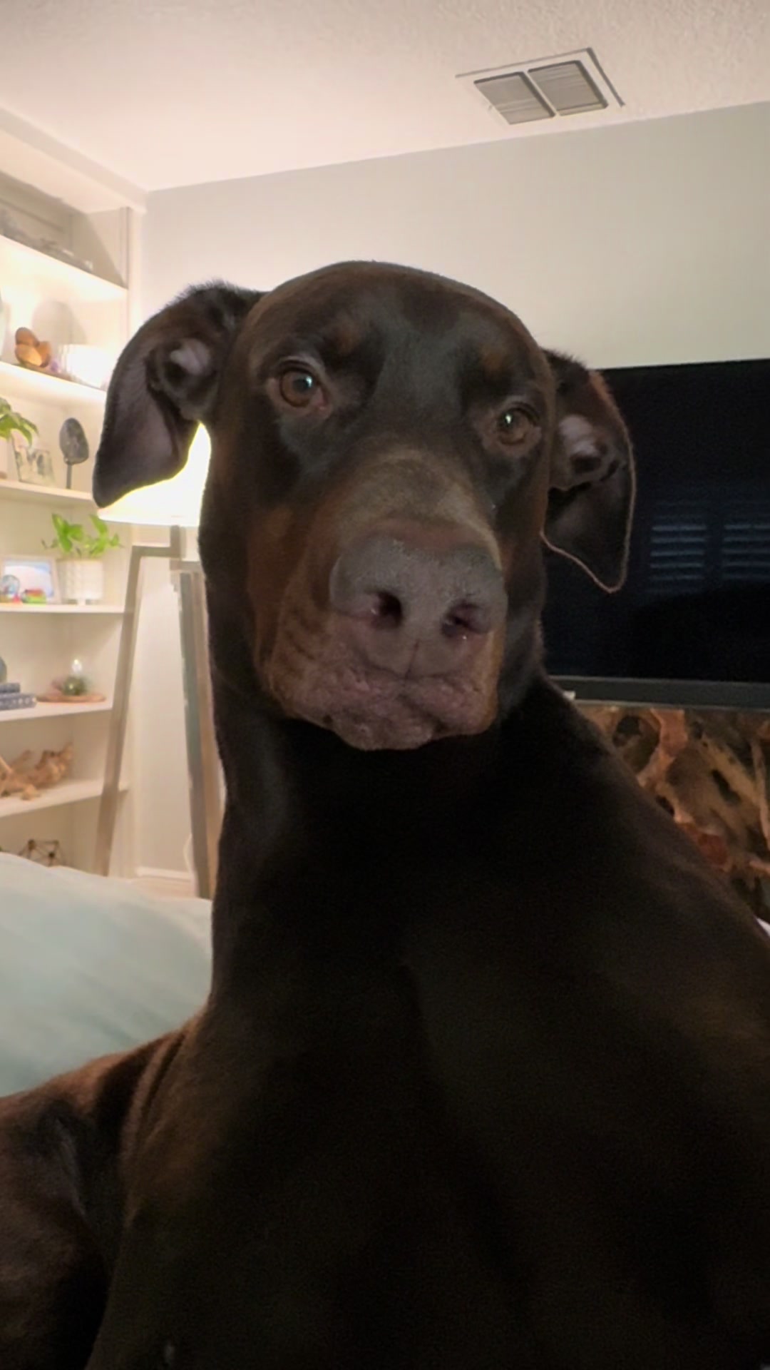 @Bosch the Dobie