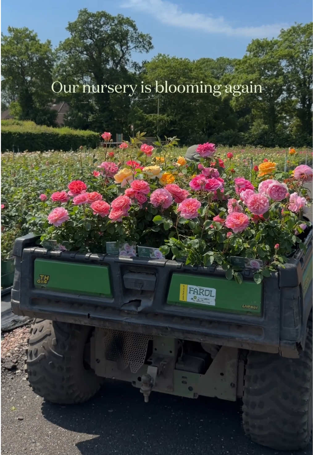@David Austin Roses