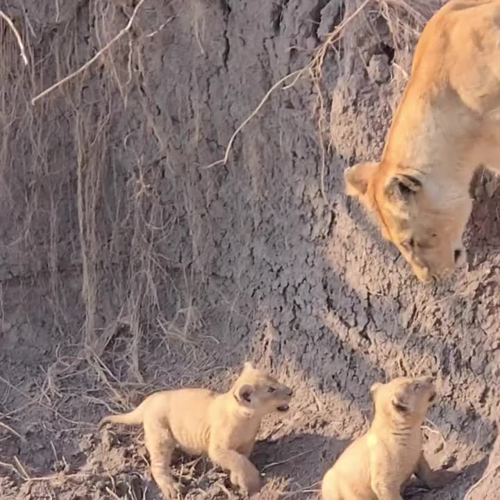 @Албена Граминова