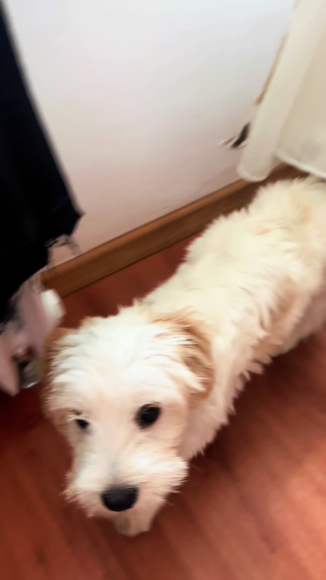 @Puppy 🐶