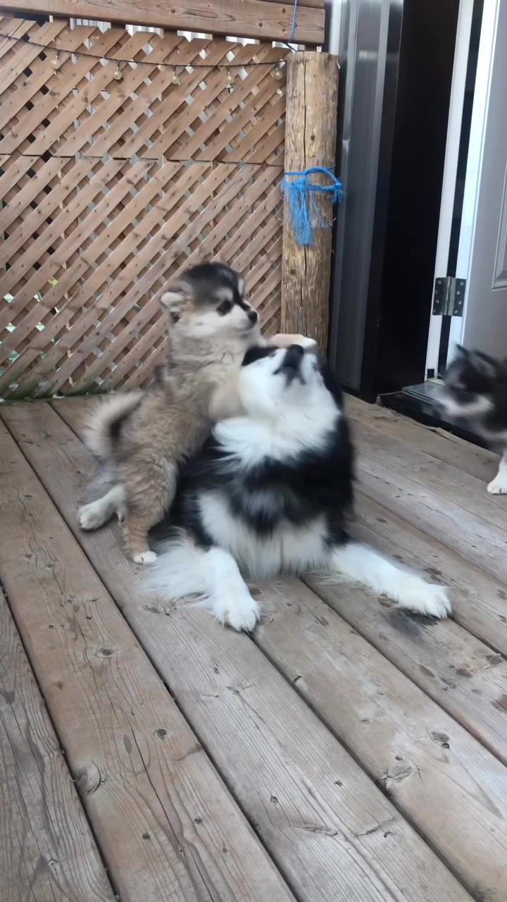 @Ontario Pomsky Puppies