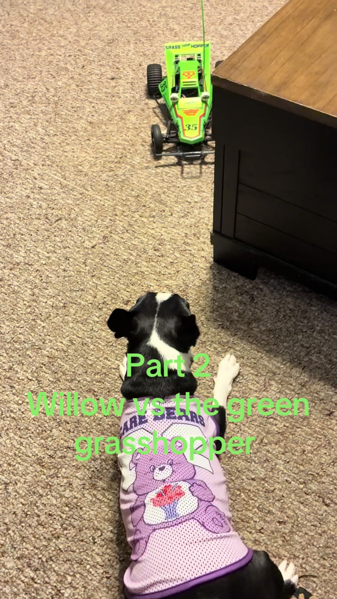 @bostonterrier7