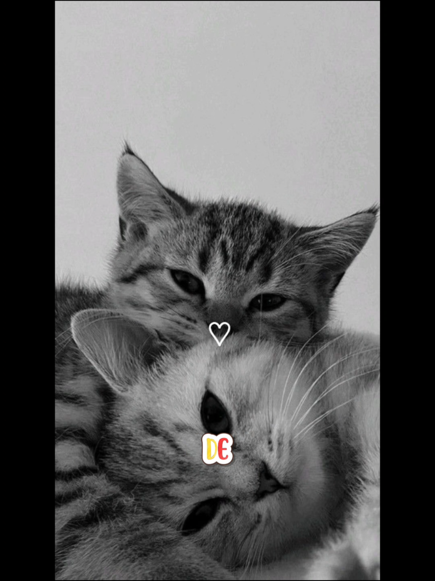 @yσυя łyяıcs♬