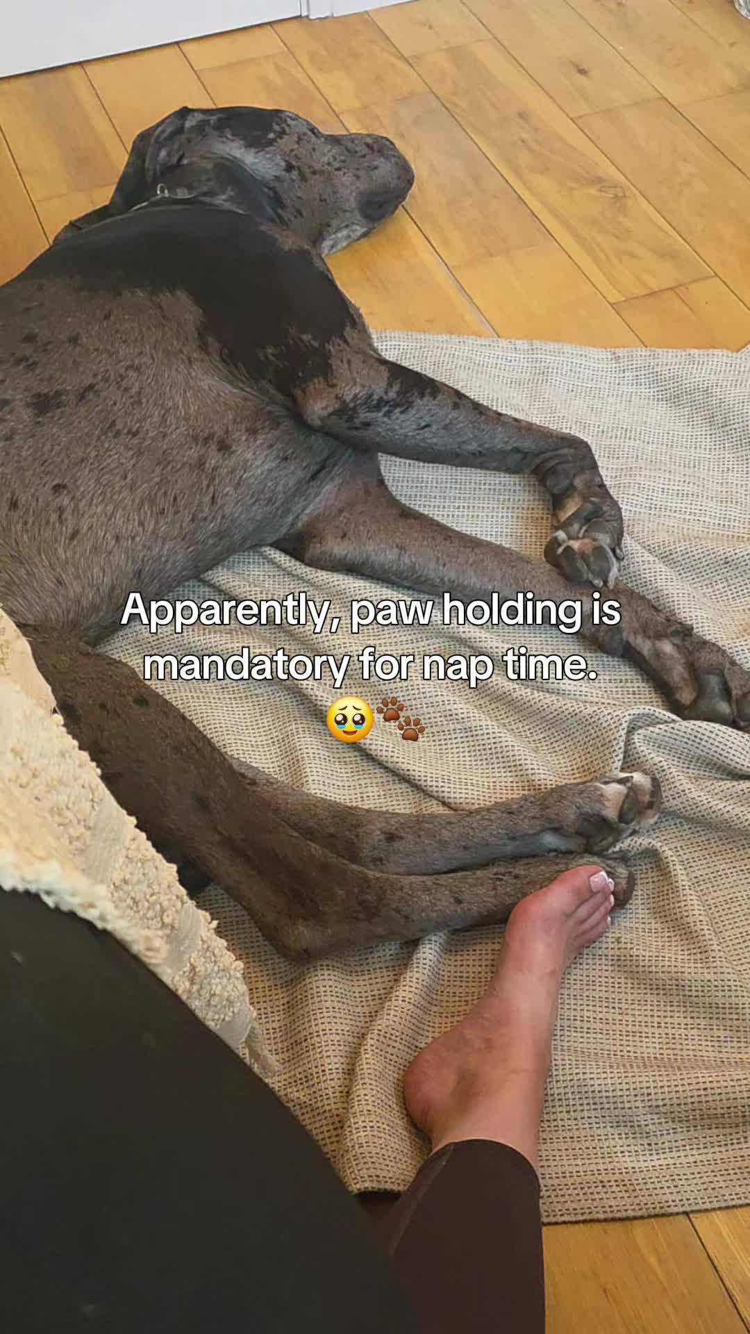 @Magnus the GREAT DANE