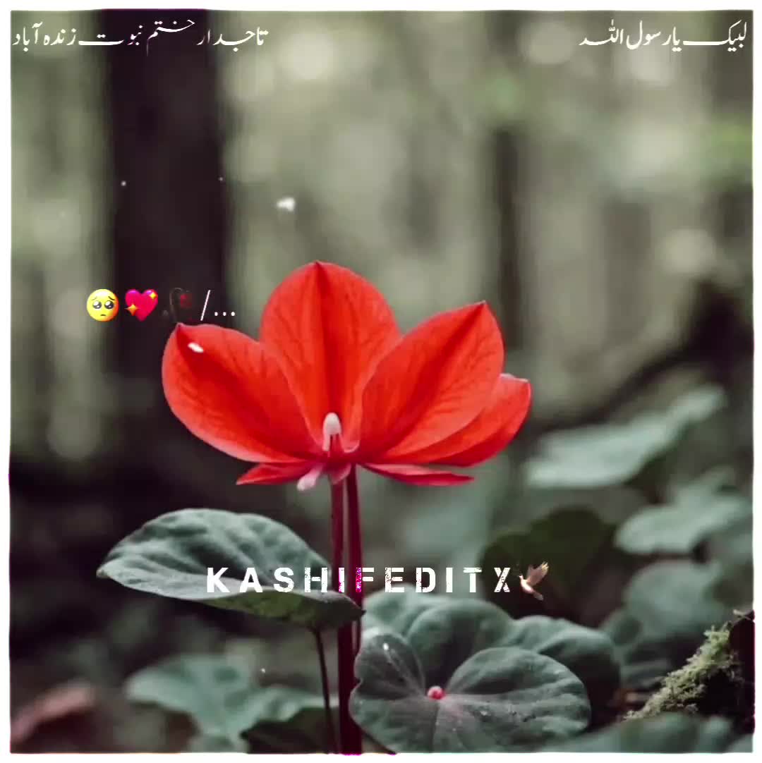 @Kashif Editx