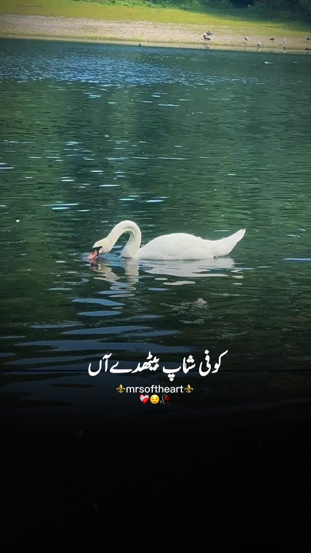 @DesiRandomShayari