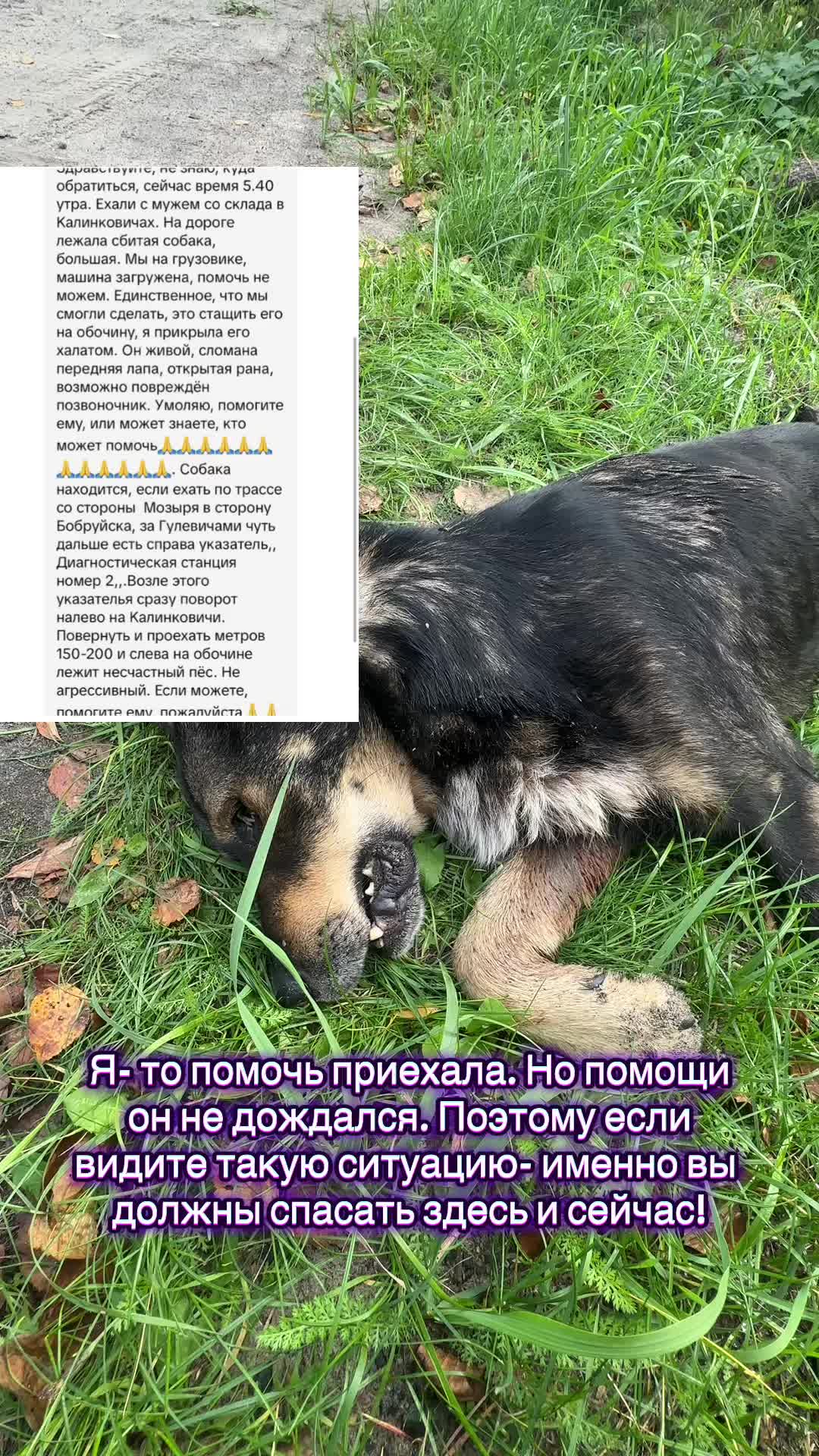@Директор «Песокот»250🐈🐶