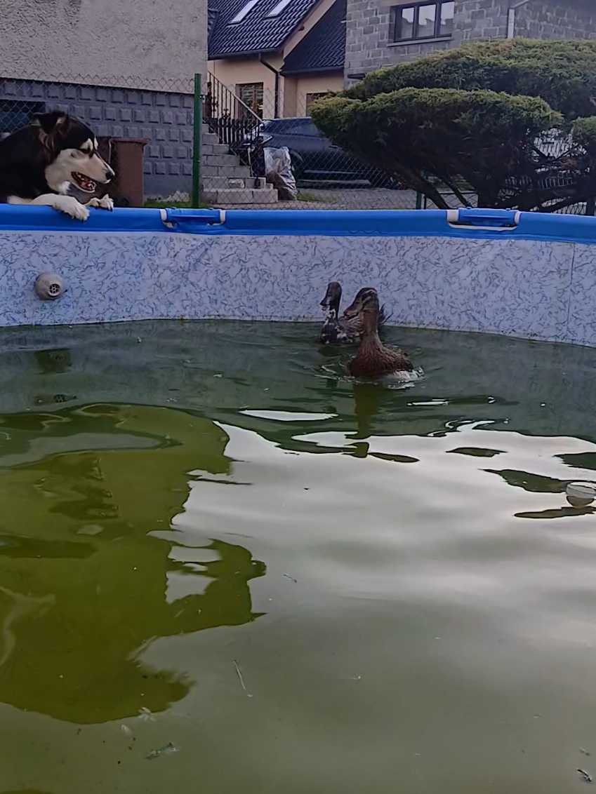 @Kaczogród u Milki🦆🦆🦆🦆