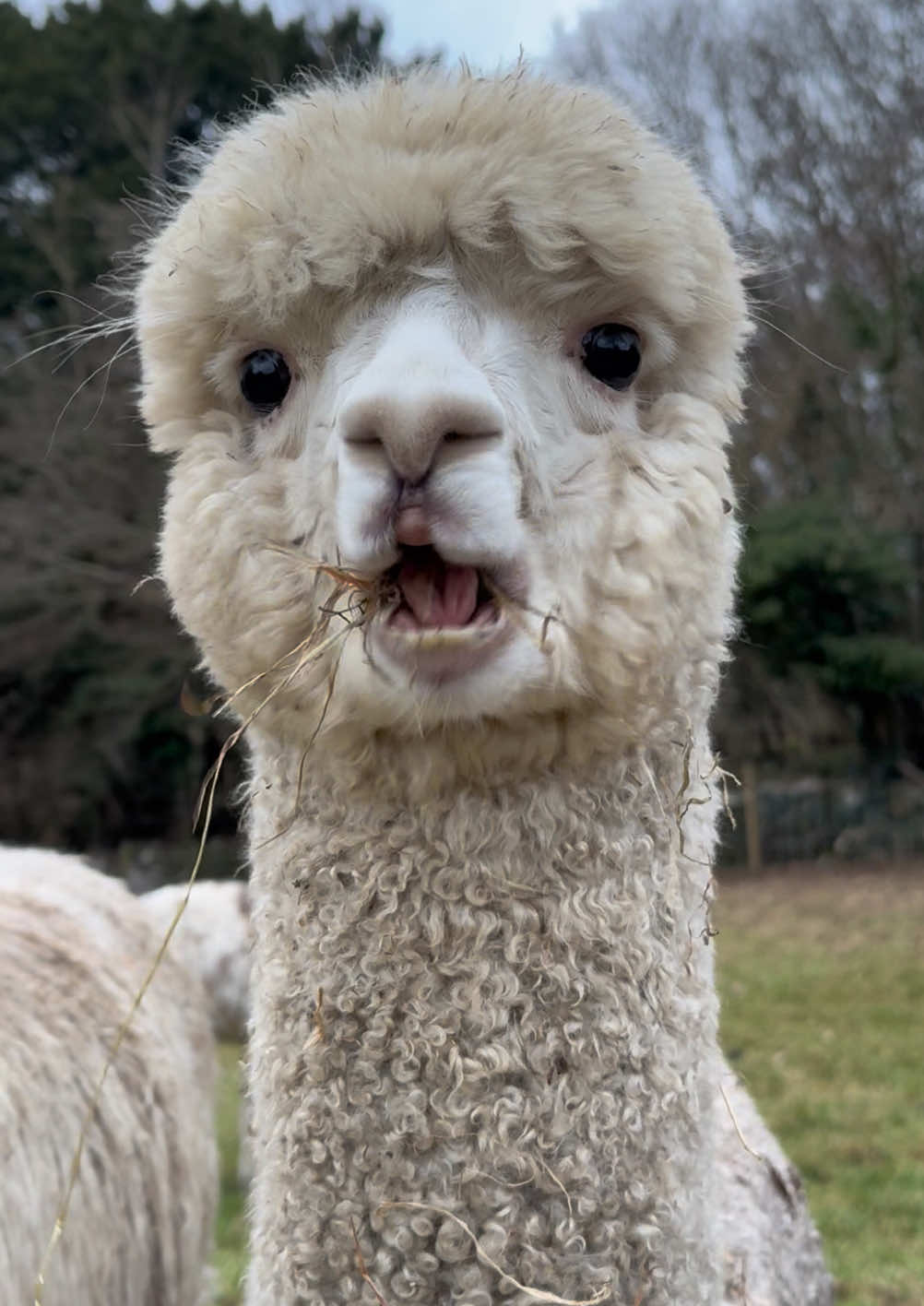 @Bardsea Alpacas and Llamas